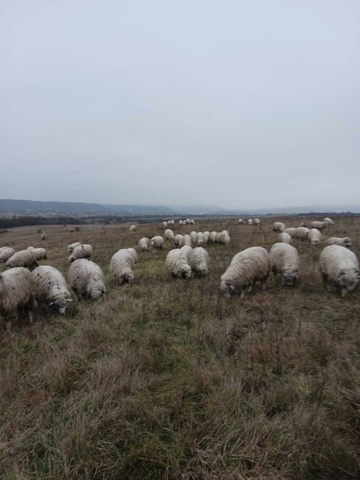 100 oi bale si oachese