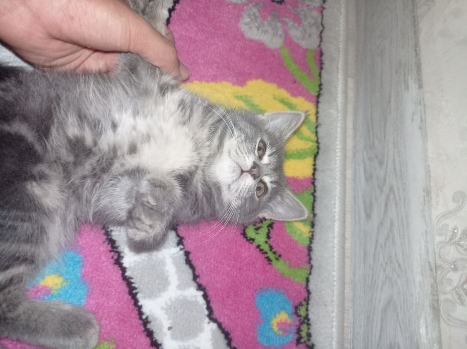 Skotish fold skotish strayt mushuklar sotildi