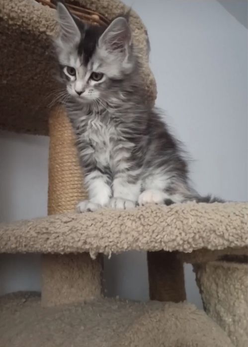 Мейн куун породисти котенца