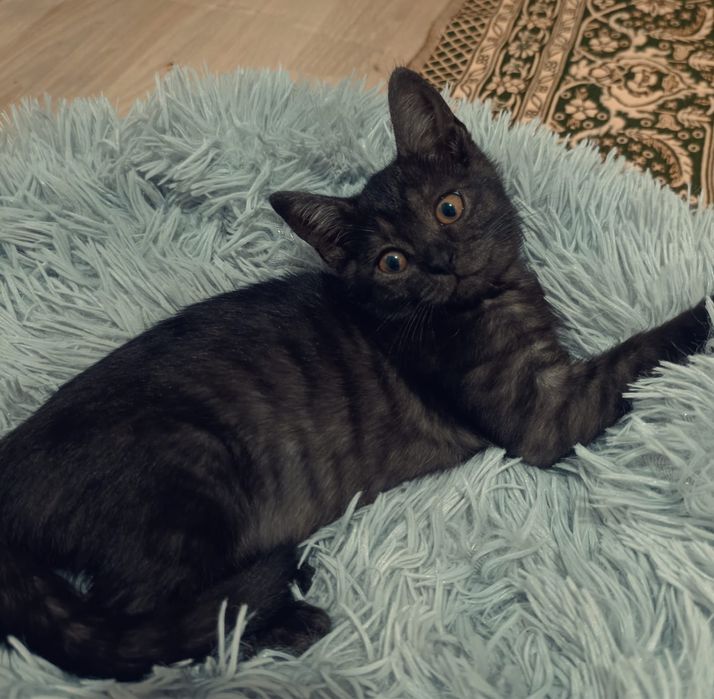 Отдам котенка в добрые руки