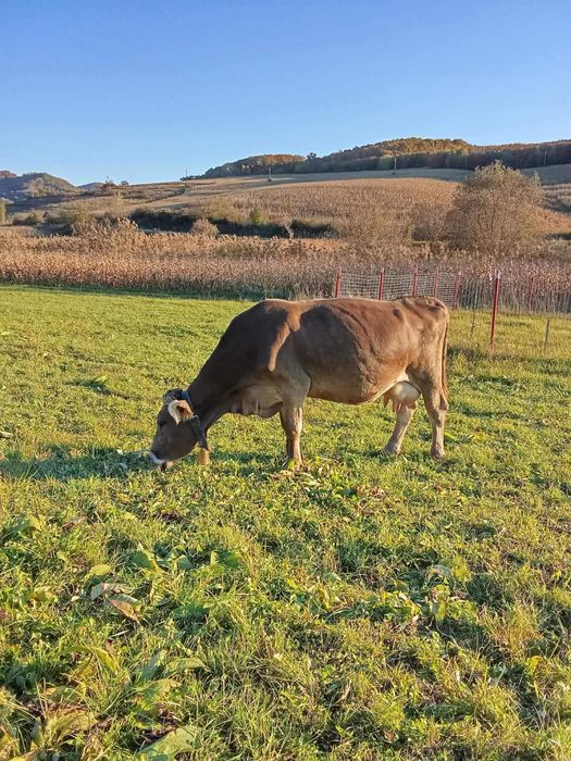 Vand vaca genstata in 2 luni