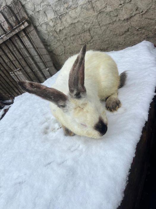 Vand iepuri urias de transilvania