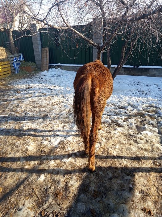 Продам лошадь 11 месецев