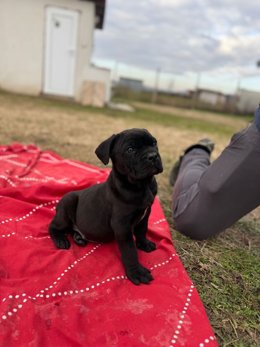 Мъжко Кане Корсо