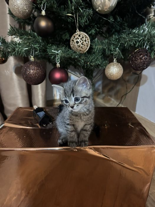 Британски късокосмести котенца