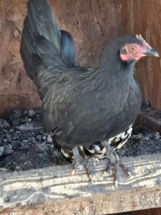 Vând familii de găini americane