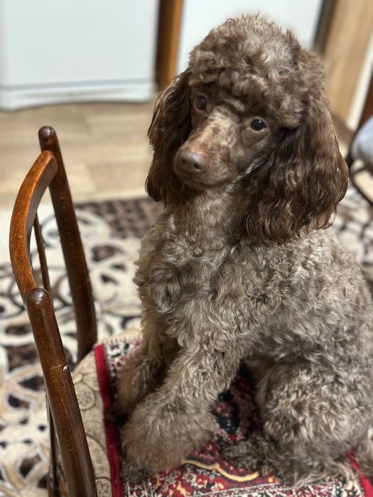 Пудель для вязки.