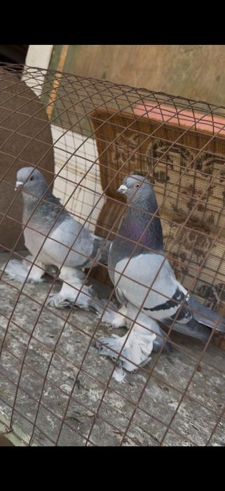 Голуби на гребле