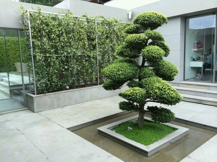 Дерево бансай япон дарахти Йасаб берамиз