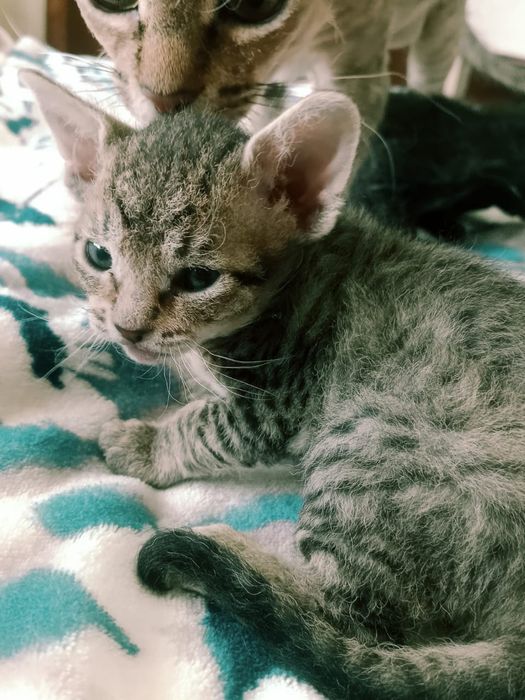 Бронирование котят