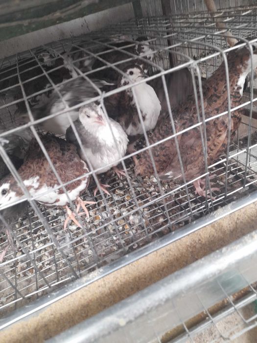 Vand prepelite 15 lei buc