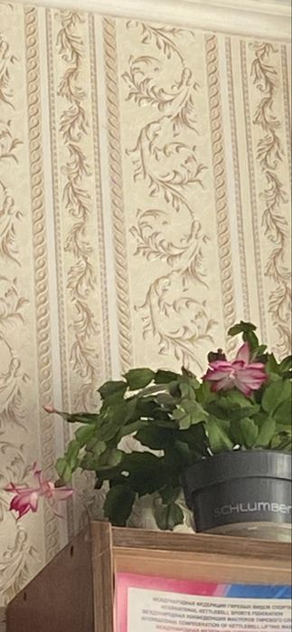 Комнатный цветок Декабрист( Шлюмбергера)