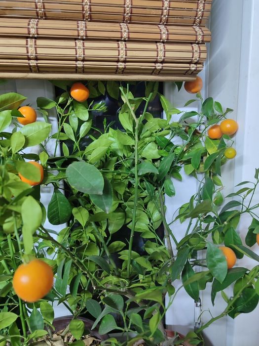 Продам съедобный мандарин