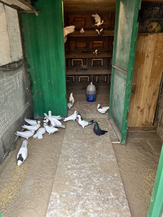 Продам голубятник