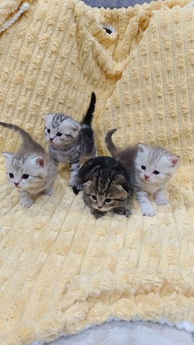 Котята скотиш фолд