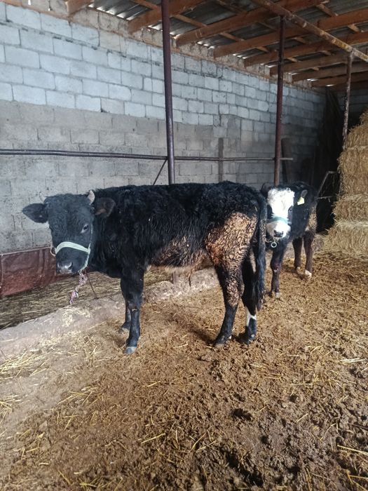 Еркек бузаулар бар