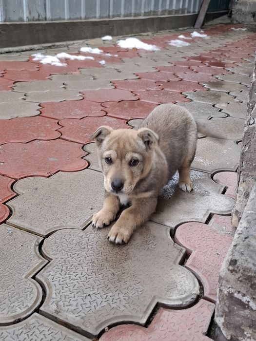 Сабака хорошая л