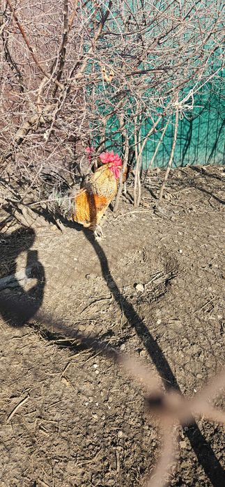 Петух породистый