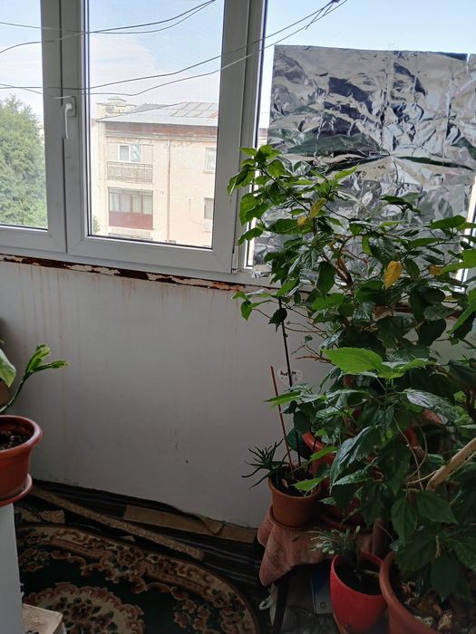 Apartament 2 camere, Alexandria, Teleorman