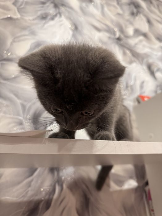 Отдам котенка бесплатно