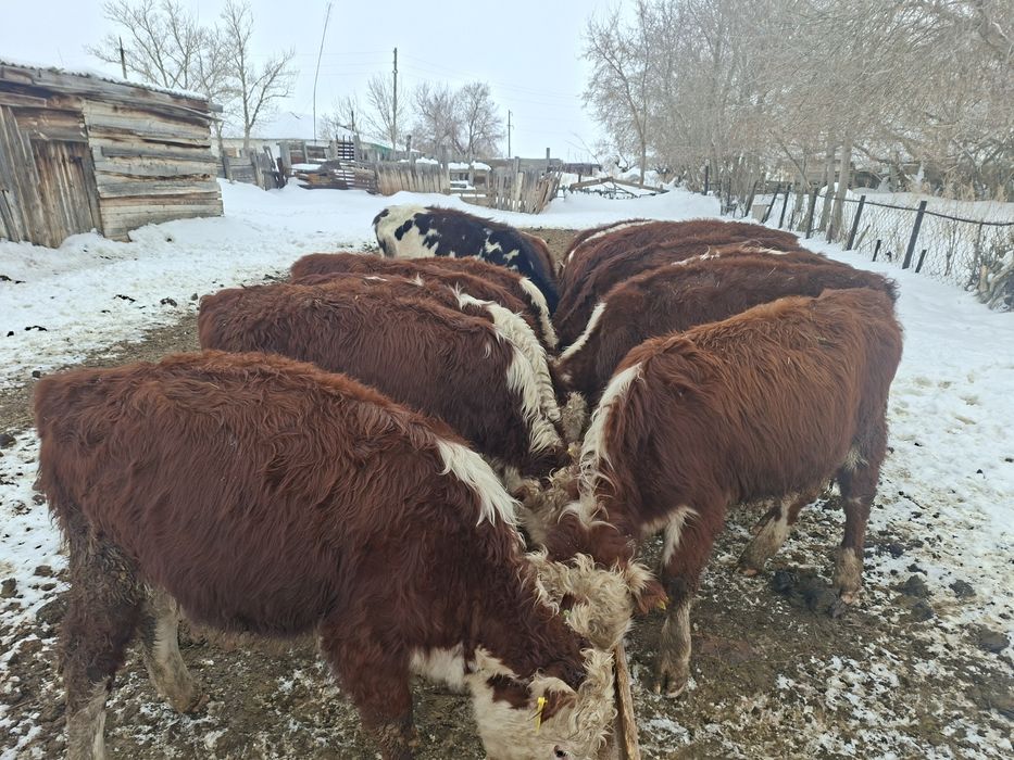 Продам бычков "Ақбас"