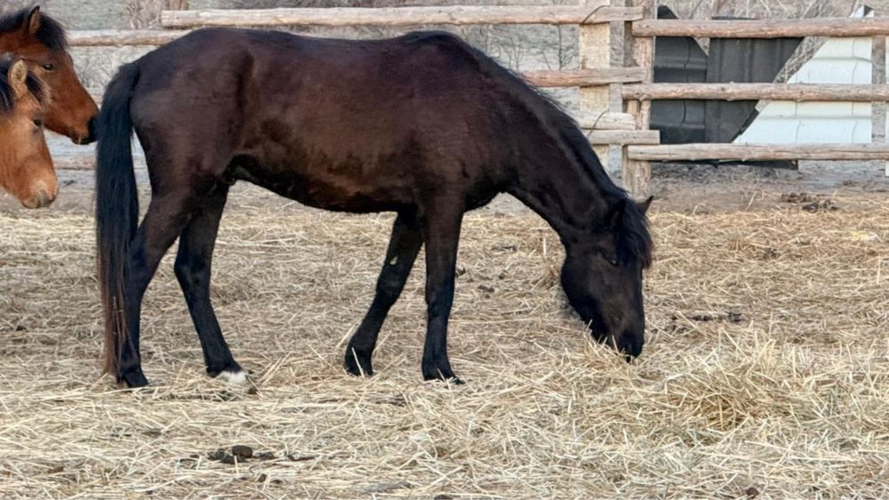 Жылкы 6 жаста семиз