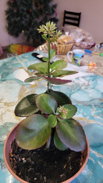 Красный цветущий калонхое