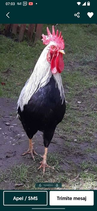 Vând Cocoși Argintii Italiene, Leghorn Italiene