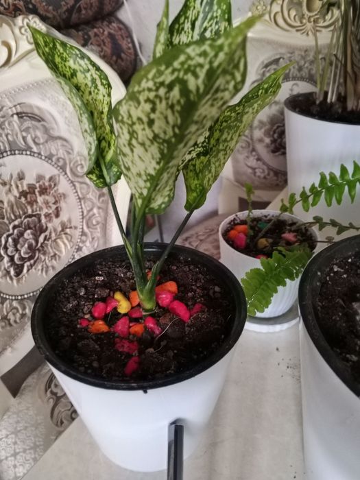 Продается комнатные растения