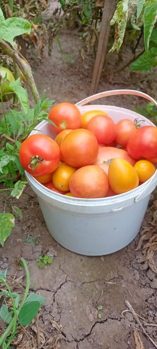 Огурцы Помидоры Соленья