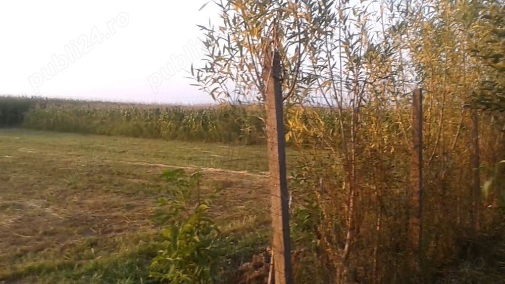Vând casă cu teren 1500 mp – intimitate totală – Comuna Berceni, sat Cătunu (Prahova)
