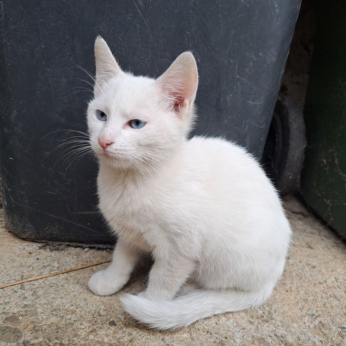 Pisicuțe tinere spre adopție