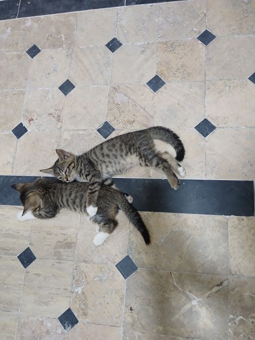 Отдам даром Котят.. Мушукчаларни яхши инсонларга бервораман