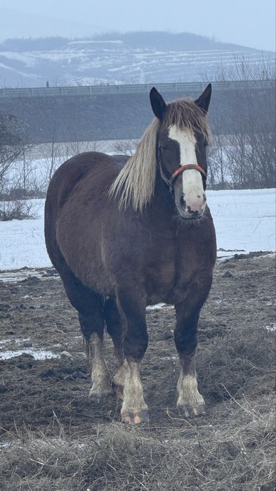 Vand iapa de 3 ani rasa breton