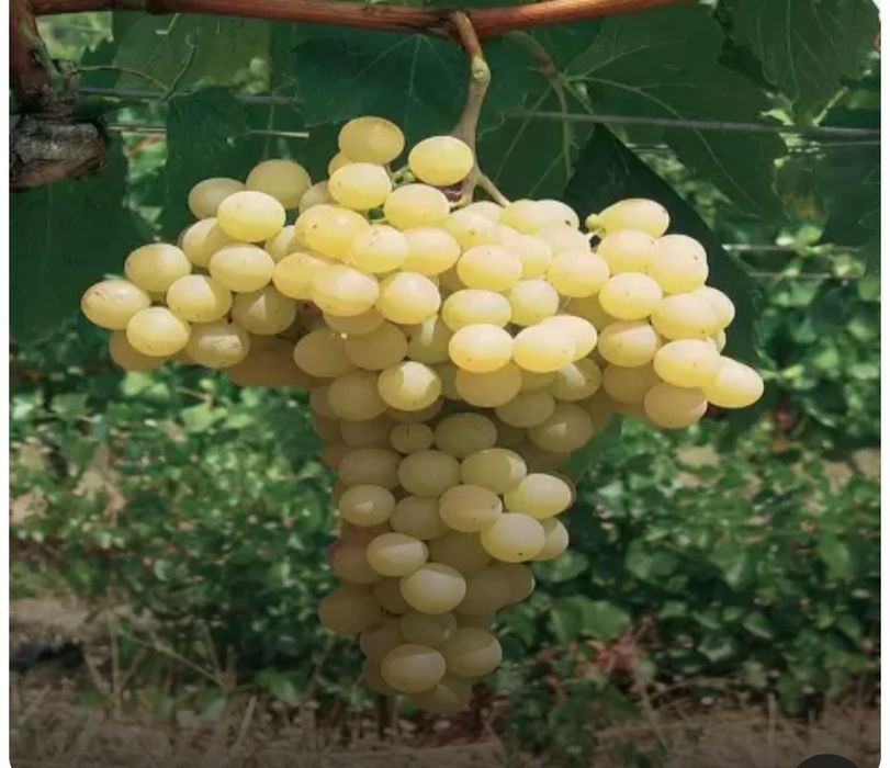 Butasi vita de vie hibrid anul 2 si 3