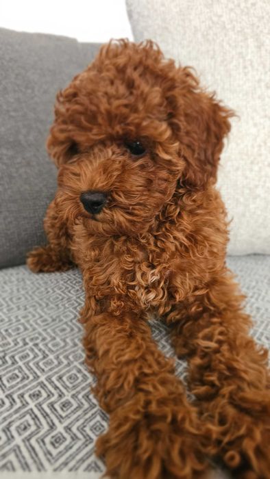 Toy poodle red brown