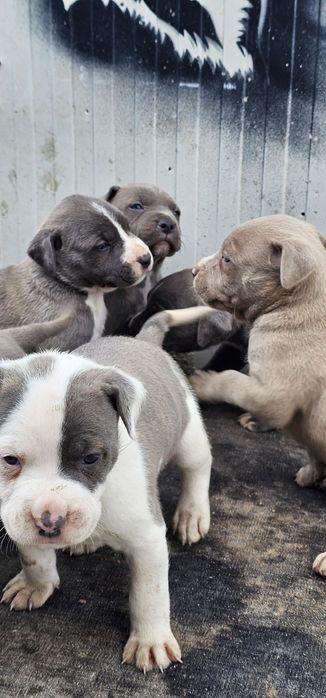 Puiuți de pitbul caută stăpâni