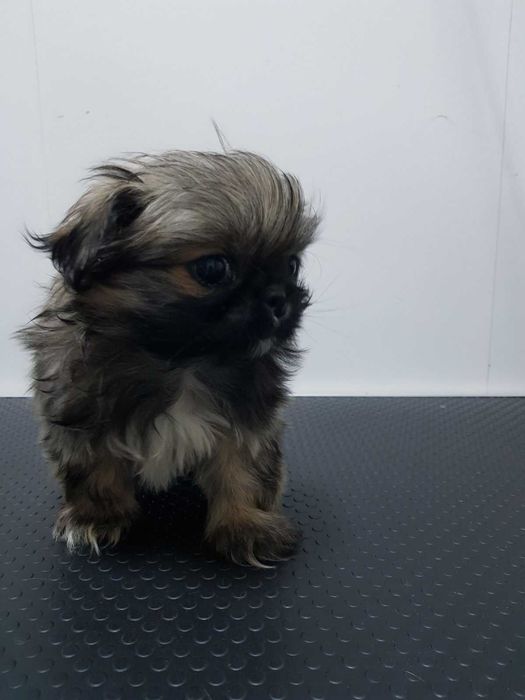 Продава  Пекинез, Мини шпиц