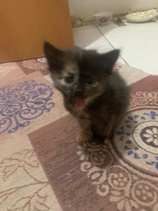 Котята бесплатно в добрые руки