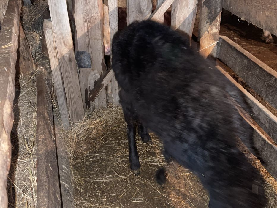 Қошкар саттылады