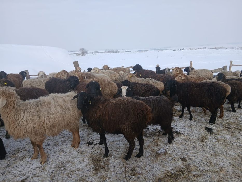 Кой сатамын! 55-60 бас