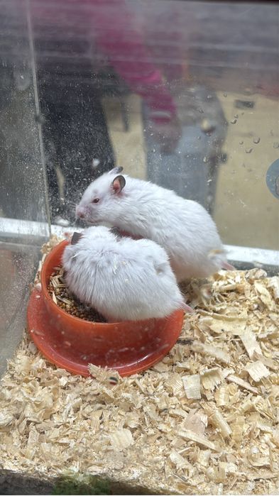 Сирийские хомяки