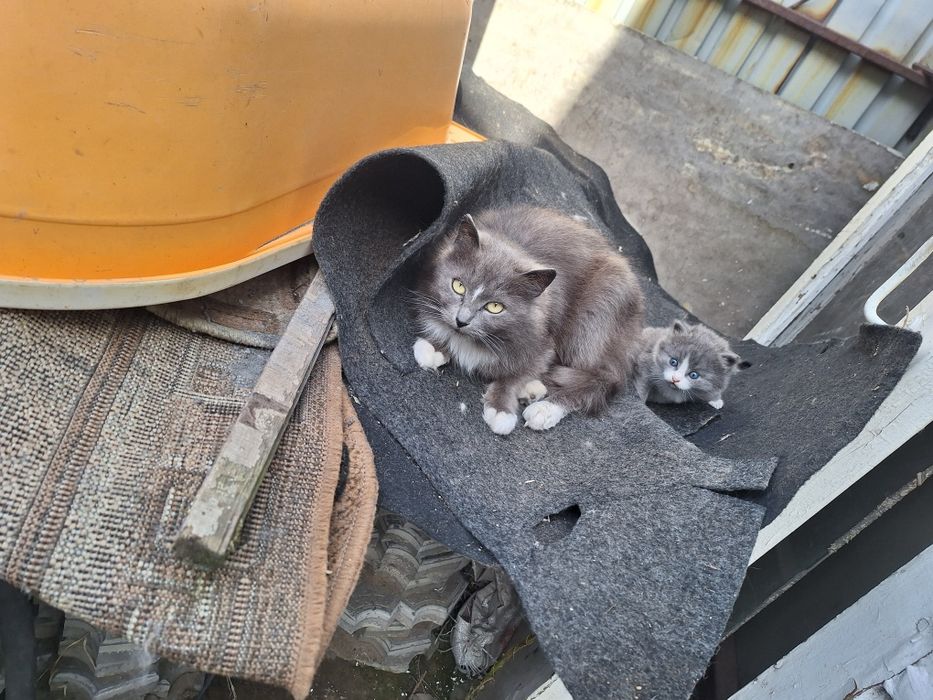 Продам Котят хороших
