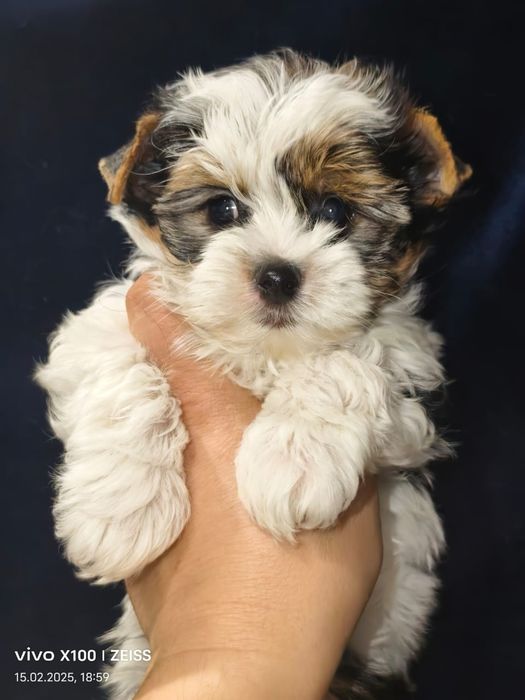 Очаровательные щенки бивера.