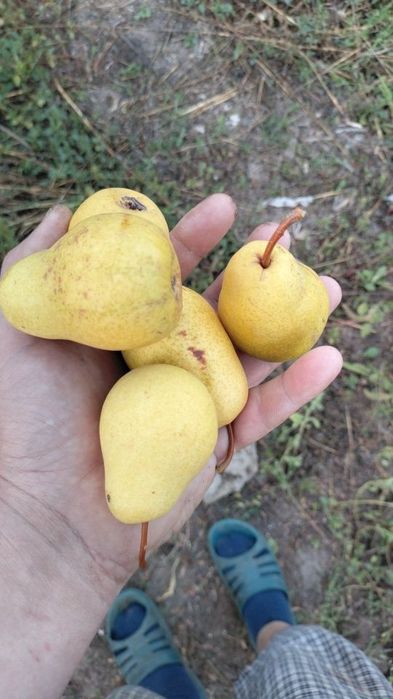 Саженцы яблони и груши