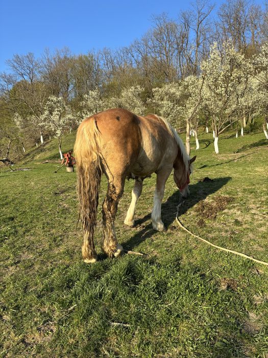 Vand o manza din doua