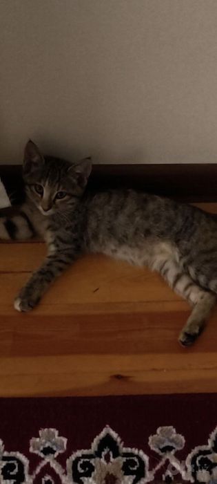 Котята 4 месяца бесплатно