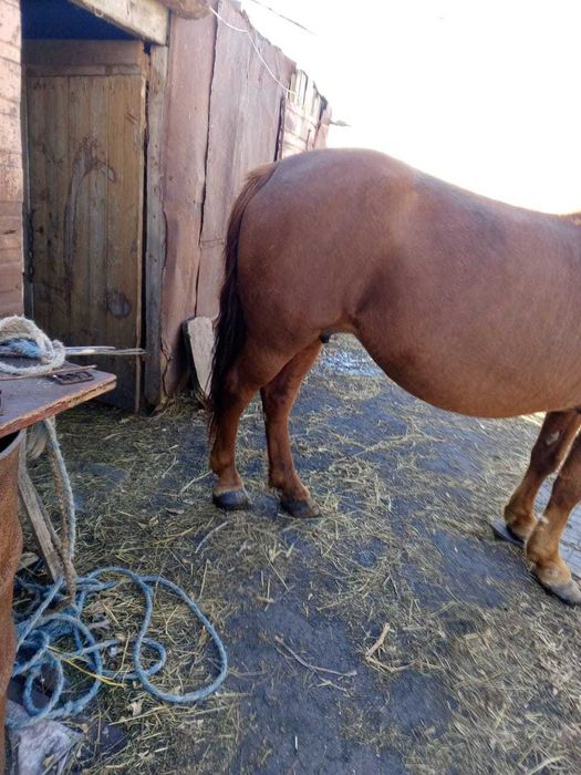 Кобылка , 6 лет.