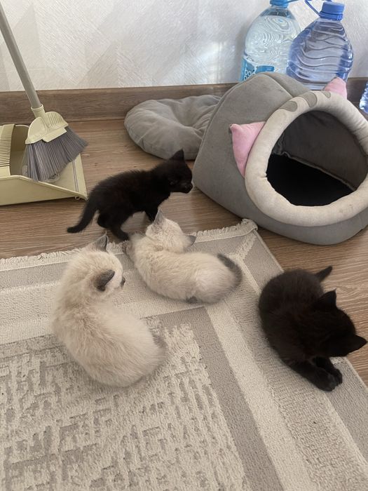 Отдам котят бесплатно