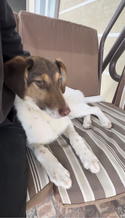 Щенок - подросток, девочка .